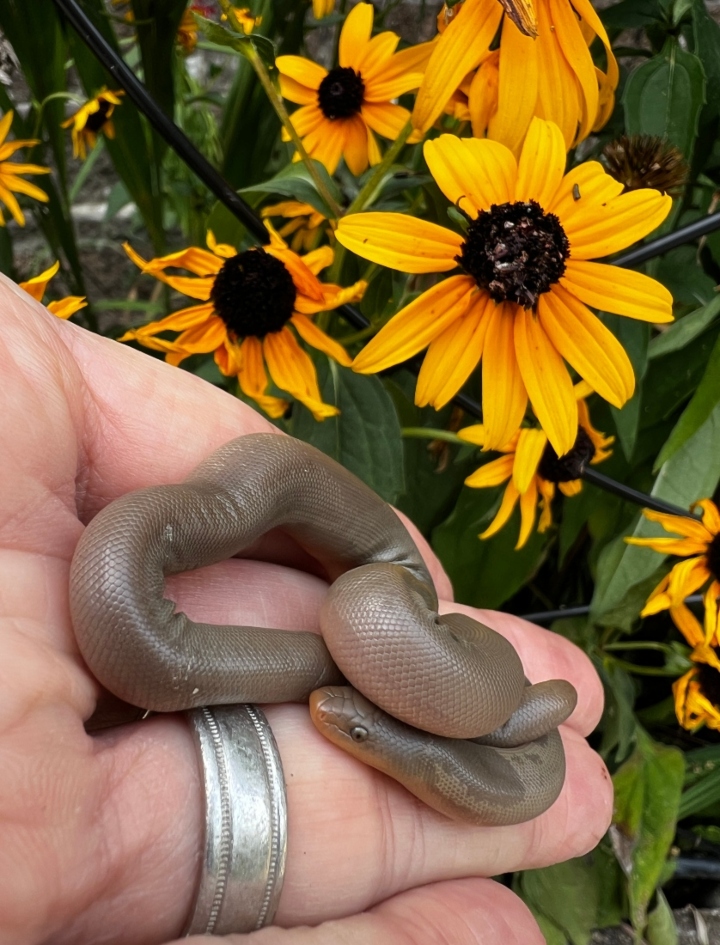 Rubber Boa